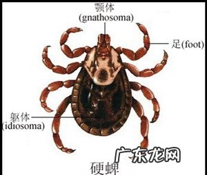 春天小狗狗易患什么裂头蚴？