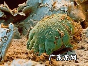 春天小狗狗易患什么裂头蚴?