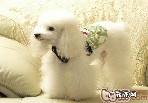 小狗普遍的耳孔病症