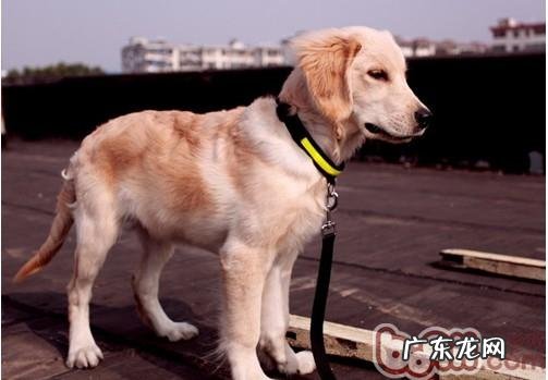 小狗机构胞浆菌病详细介绍