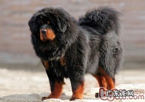 小狗表皮裂头蚴认知能力和预防