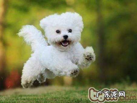 狗狗拉肚子可能是受凉造成