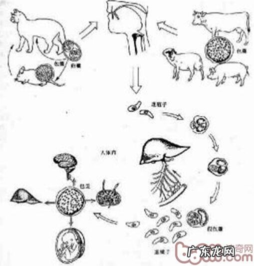 探讨小宠物原性人畜共患病