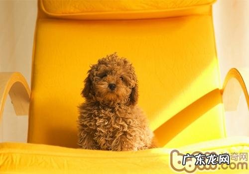 探讨小宠物原性人畜共患病