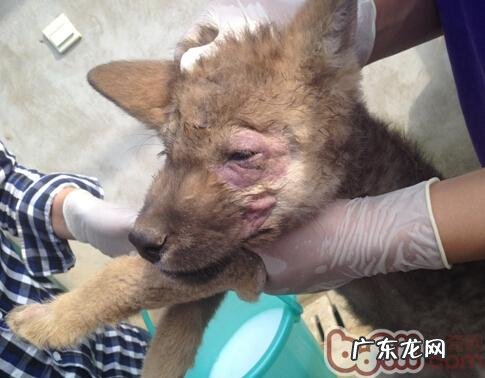 探讨小宠物原性人畜共患病