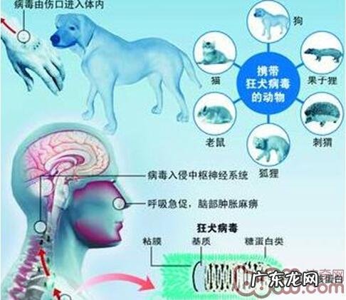 探讨小宠物原性人畜共患病