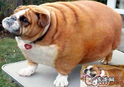 小狗富贵病关键靠平衡膳食防止