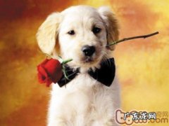 母狗第一次发情期不适合生产制造