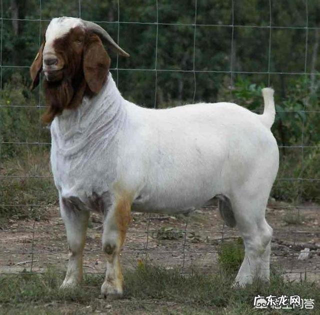 投资十万元养羊,40只母羊,纯放养的,一年大概能赚多少钱?