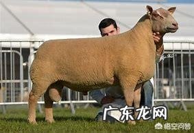 投资十万元养羊,40只母羊,纯放养的,一年大概能赚多少钱?