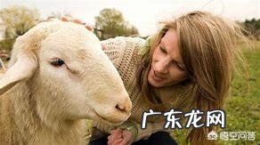 投资十万元养羊,40只母羊,纯放养的,一年大概能赚多少钱?