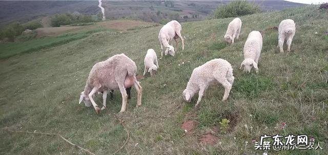 投资十万元养羊,40只母羊,纯放养的,一年大概能赚多少钱?