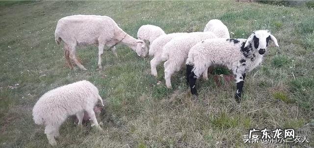 投资十万元养羊,40只母羊,纯放养的,一年大概能赚多少钱?