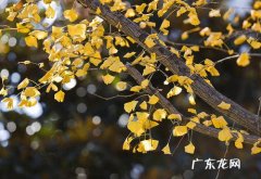 形容银杏叶黄了的唯美诗句 【抖音文案】形容银杏叶漂亮诗句