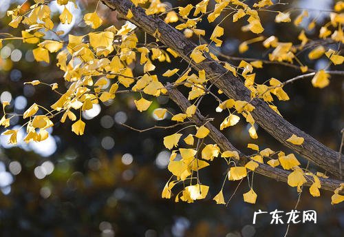 形容银杏叶黄了的唯美诗句 【抖音文案】形容银杏叶漂亮诗句