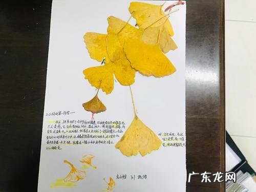 形容银杏叶黄了的唯美诗句 【抖音文案】形容银杏叶漂亮诗句