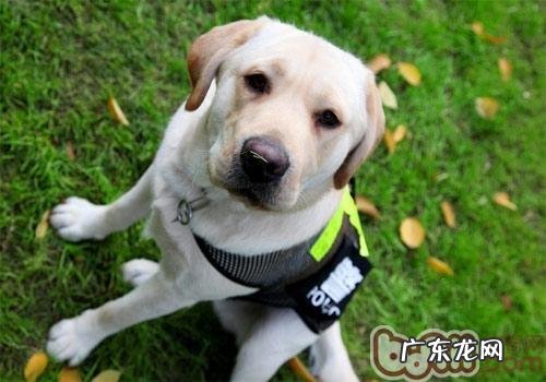 如何预防小狗身体裂头蚴