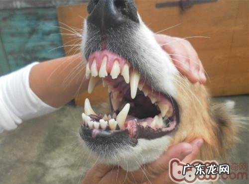 小狗牙周炎的三部曲