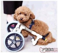 小狗负伤出血后的保养