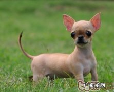 狗狗发情期的喂养关键点