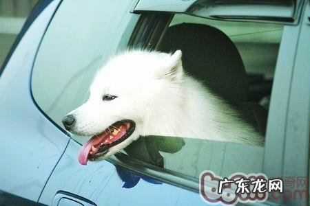 狗狗发情期時间也可以体现身心健康