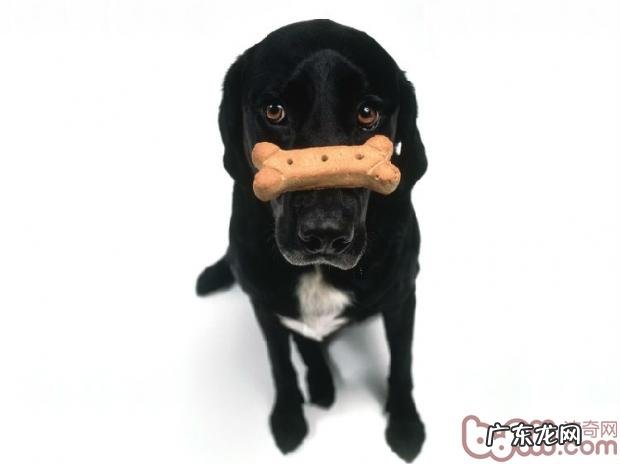 狗狗误食耗子药的紧急措施