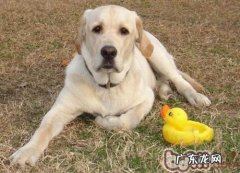 狗狗螨虫该怎么治疗