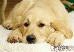 小狗去宠物诊所前的提前准备