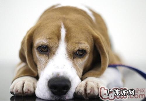 怎样贴近哺乳期间的小狗