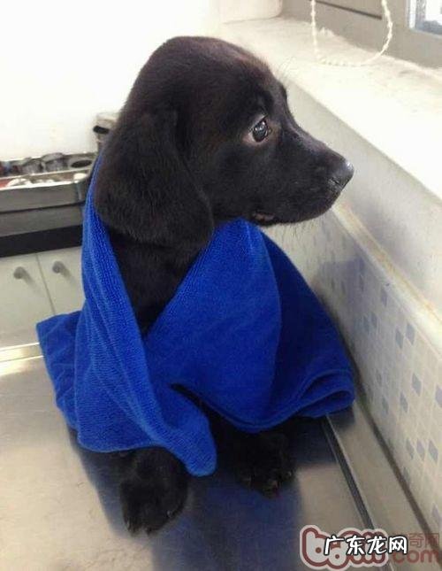 金毛免疫力下降应该怎么办