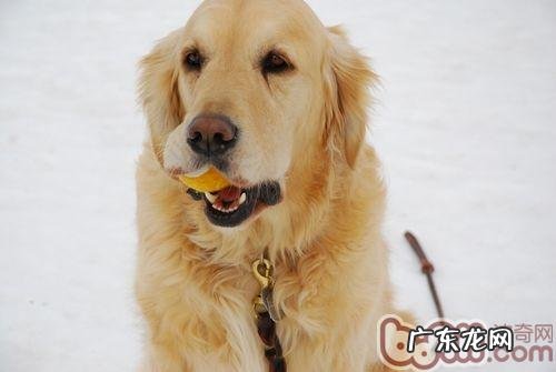 分辨金毛是不是怀孕的方法