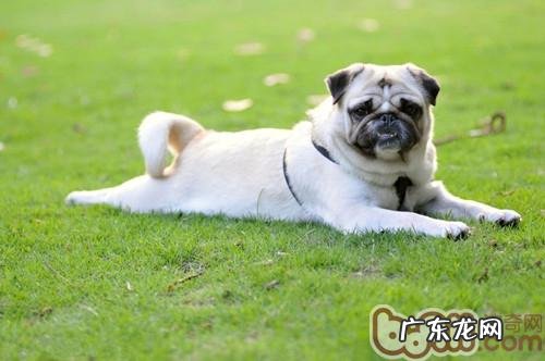 正确对待狂犬病毒症状