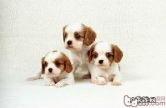 警醒食材导致小狗的过敏症状