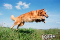 雾霭袭来，严防小狗患呼吸系统疾病