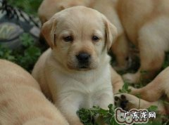 警醒拉布拉多犬易患的几类病症