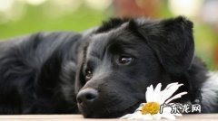 金毛有口臭是什么原因