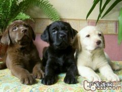 金毛便秘怎么治