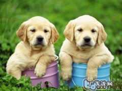 金毛幼狗消化不好是怎么回事