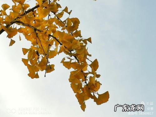 赞美银杏叶金黄的诗句 【抖音文案】赞美银杏叶的诗句