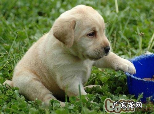 金毛患牙齿疾病有哪些主要表现