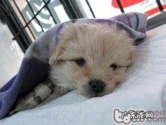 一例幼狗比较严重绦虫感柒的病例分析