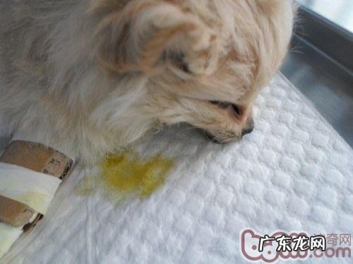 一例幼狗比较严重绦虫感柒的病例分析