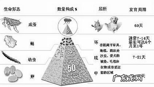 一例幼狗比较严重绦虫感柒的病例分析