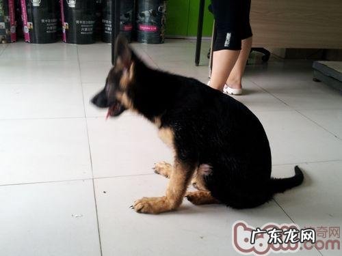 小狗坡行的有关难题