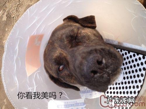 小狗高位截肢术