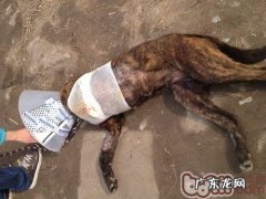 小狗高位截肢术