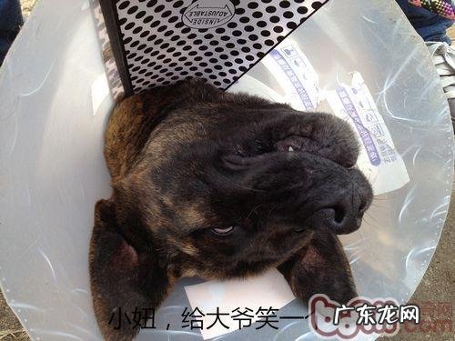 小狗高位截肢术