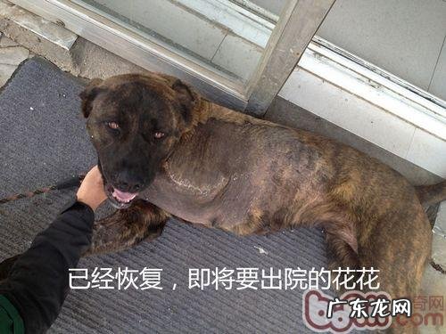 小狗高位截肢术