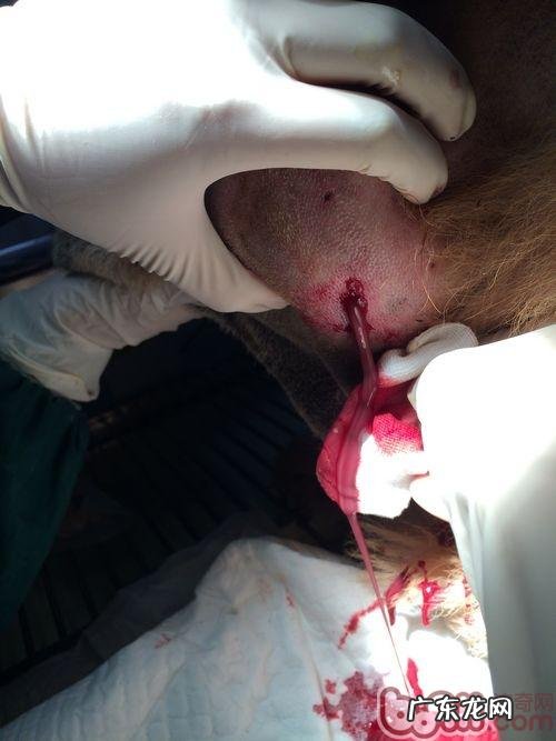 一例松狮狗耳孔比较严重溃烂的应急处置