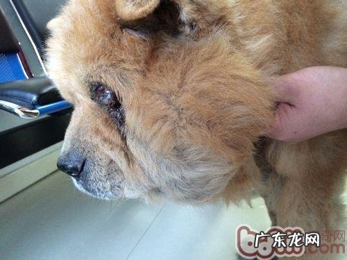 一例松狮狗耳孔比较严重溃烂的应急处置